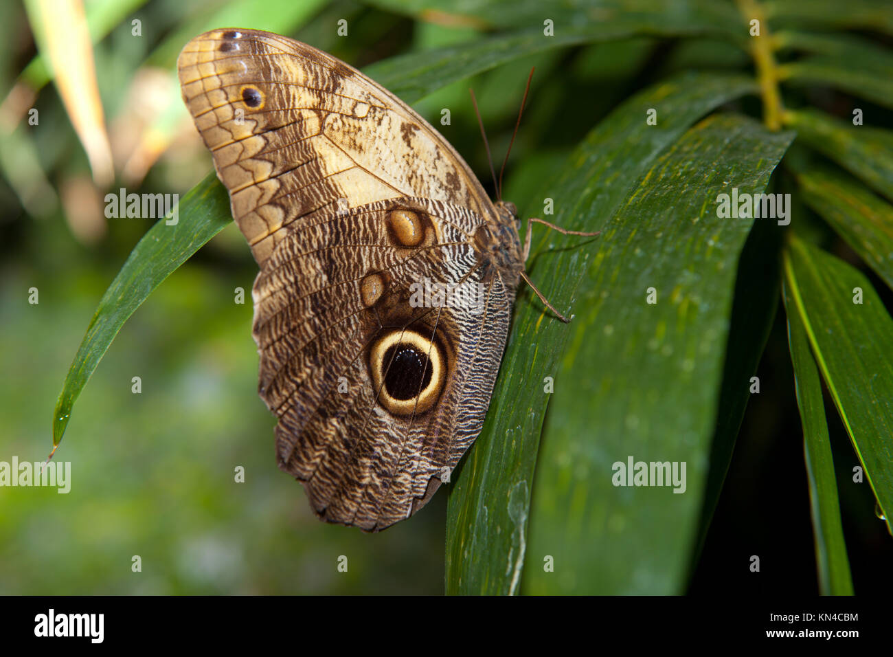 Close-up di un bellissimo tropical farfalla Civetta, Caligo Memnon, in delicate sfumature di blu e crema, con la caratteristica macchia oculare sul suo inferiore Foto Stock