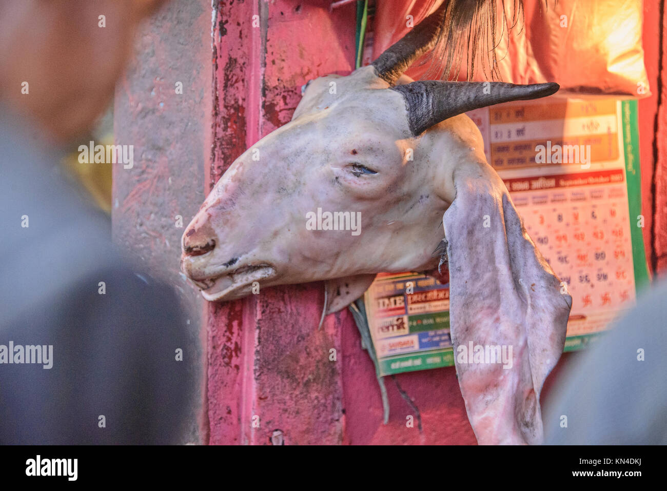 La testa di capra appesi durante il Dasain holiday, Kathmandu, Nepal Foto Stock