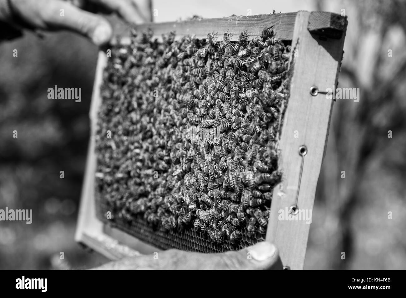 Il miele delle api per la produzione di bio-organica miele, propolis e raccogliere il polline in Kroustas Foto Stock