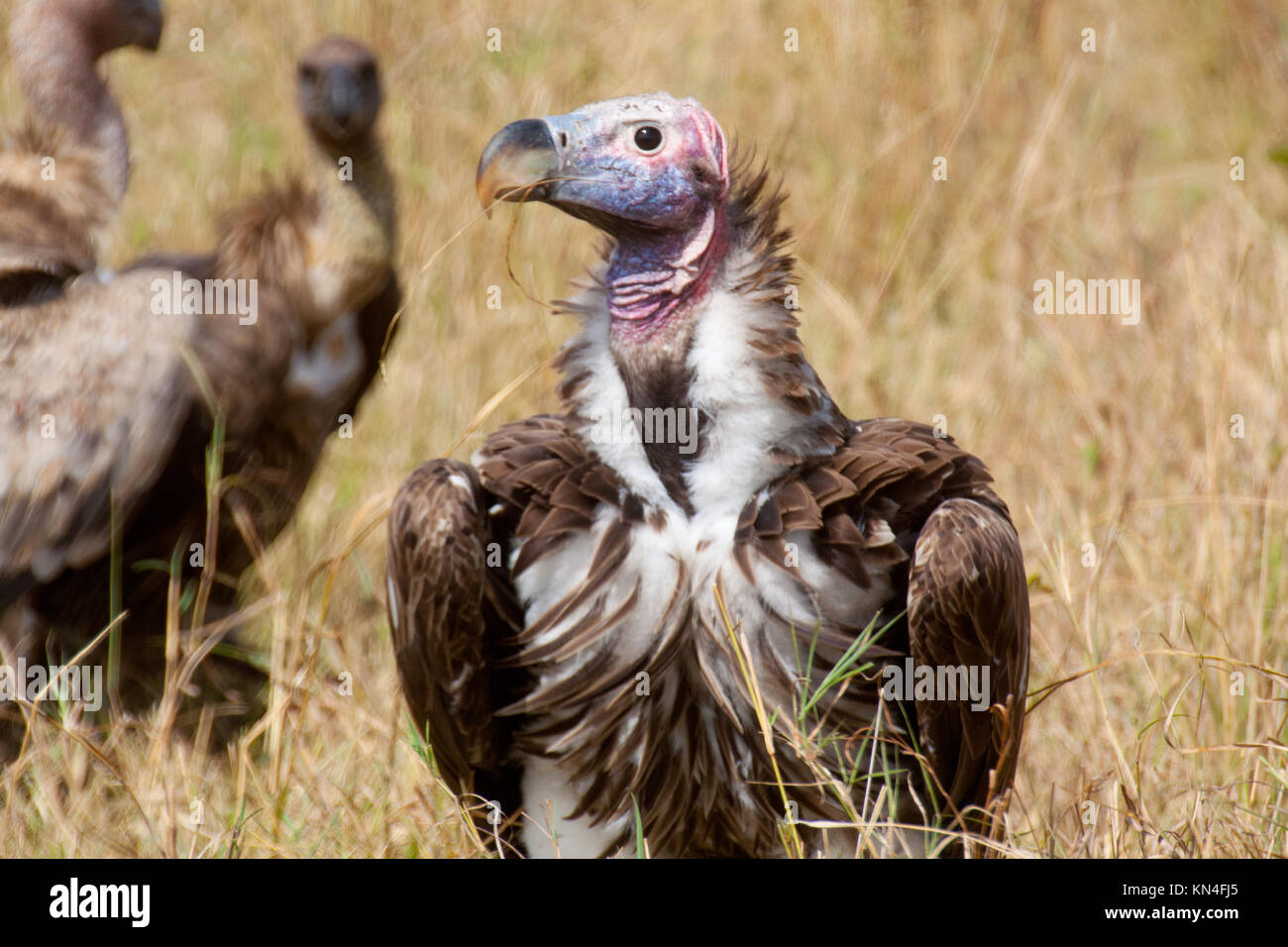 Una falda di fronte-vulture (Torgos tracheliotos) nella savana secca l'erba. Kenya. Foto Stock