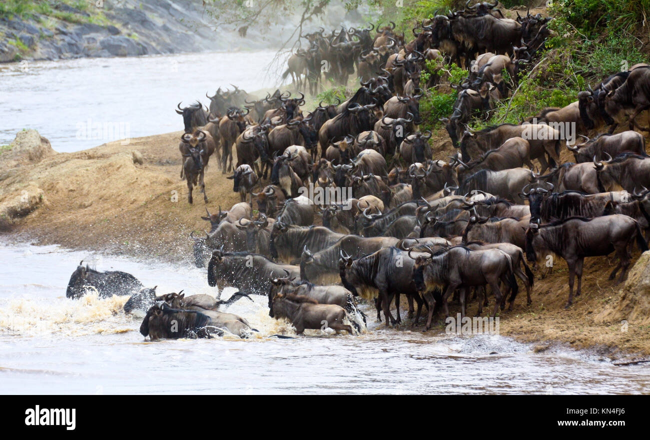 Una mandria di gnu (Connochaetes taurinus) attraversa un fiume nella Riserva Nazionale di Masai Mara durante la loro migrazione del Mara-Serengeti ecosistema. Foto Stock