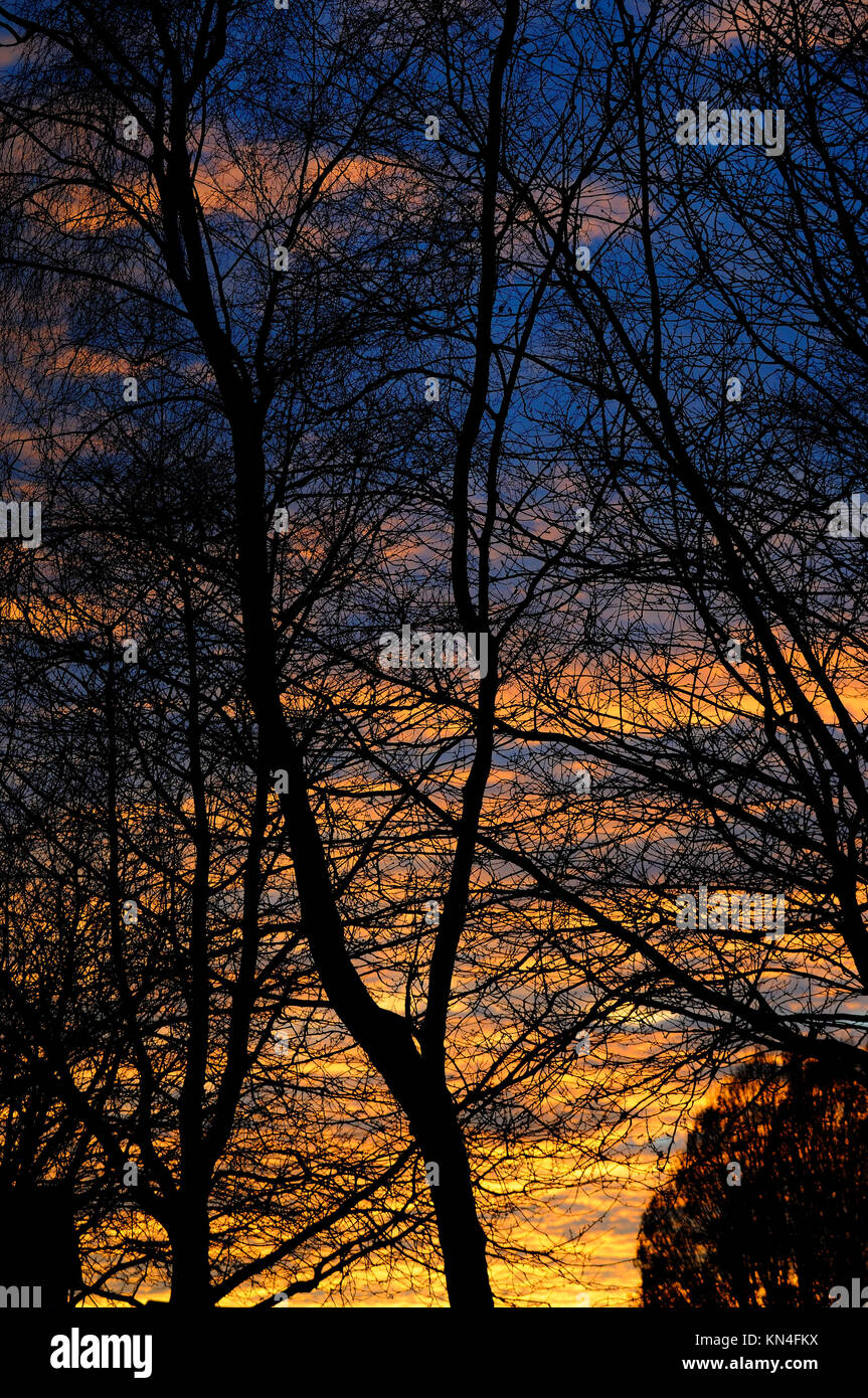 Alberi e tramonto Foto Stock