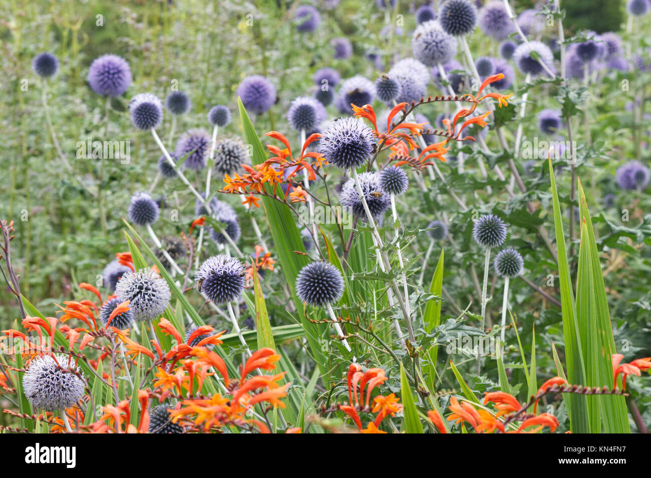 Echinops ritro veitch blu del globo, fiore di cardo e Crocosmia x crocosmiiflora Foto Stock