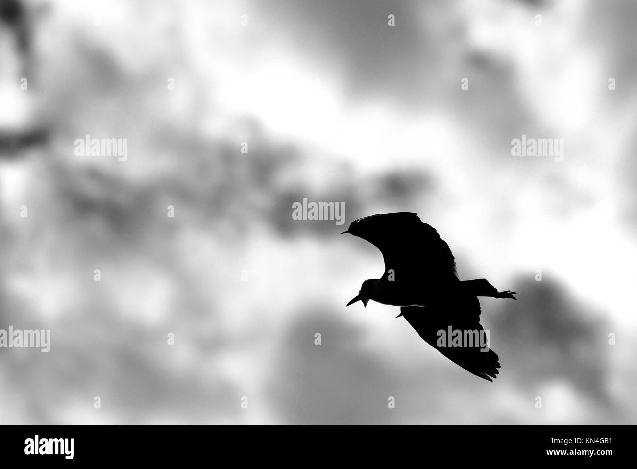 Masked pavoncella Vanellus (miglia) plovers durante la stagione della riproduzione Townsville, Queensland, Australia Foto Stock