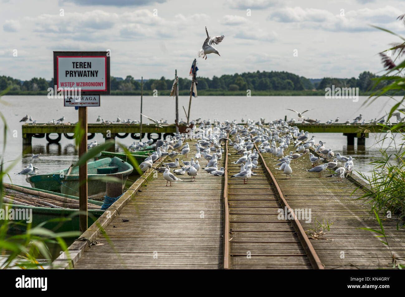 Una colonia di gabbiani occupano un imbarcadero di jamno vicino lago Mielno, Polonia 2017. Foto Stock
