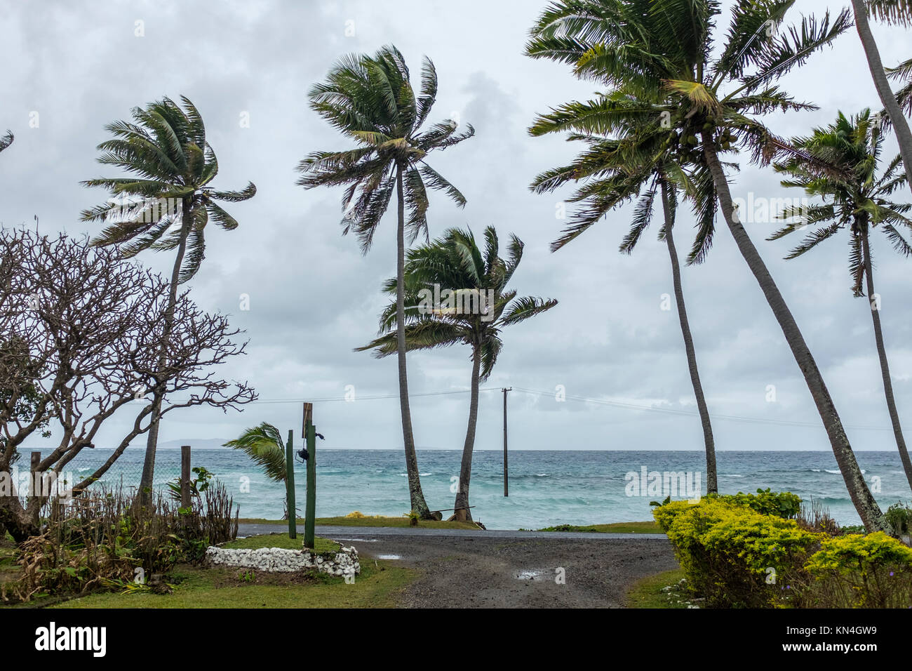 Vento, palme e telegrafo polo, Isole Fiji, Pacifico occidentale e Sud Pacifico Foto Stock