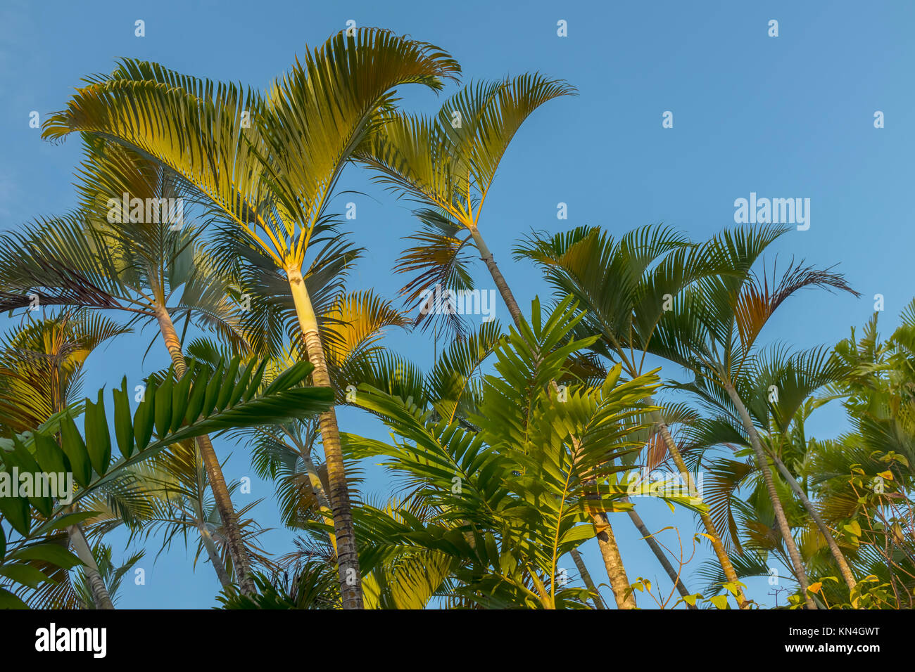 Palme,luce della sera, Isole Fiji, Pacifico occidentale e Sud Pacifico Foto Stock
