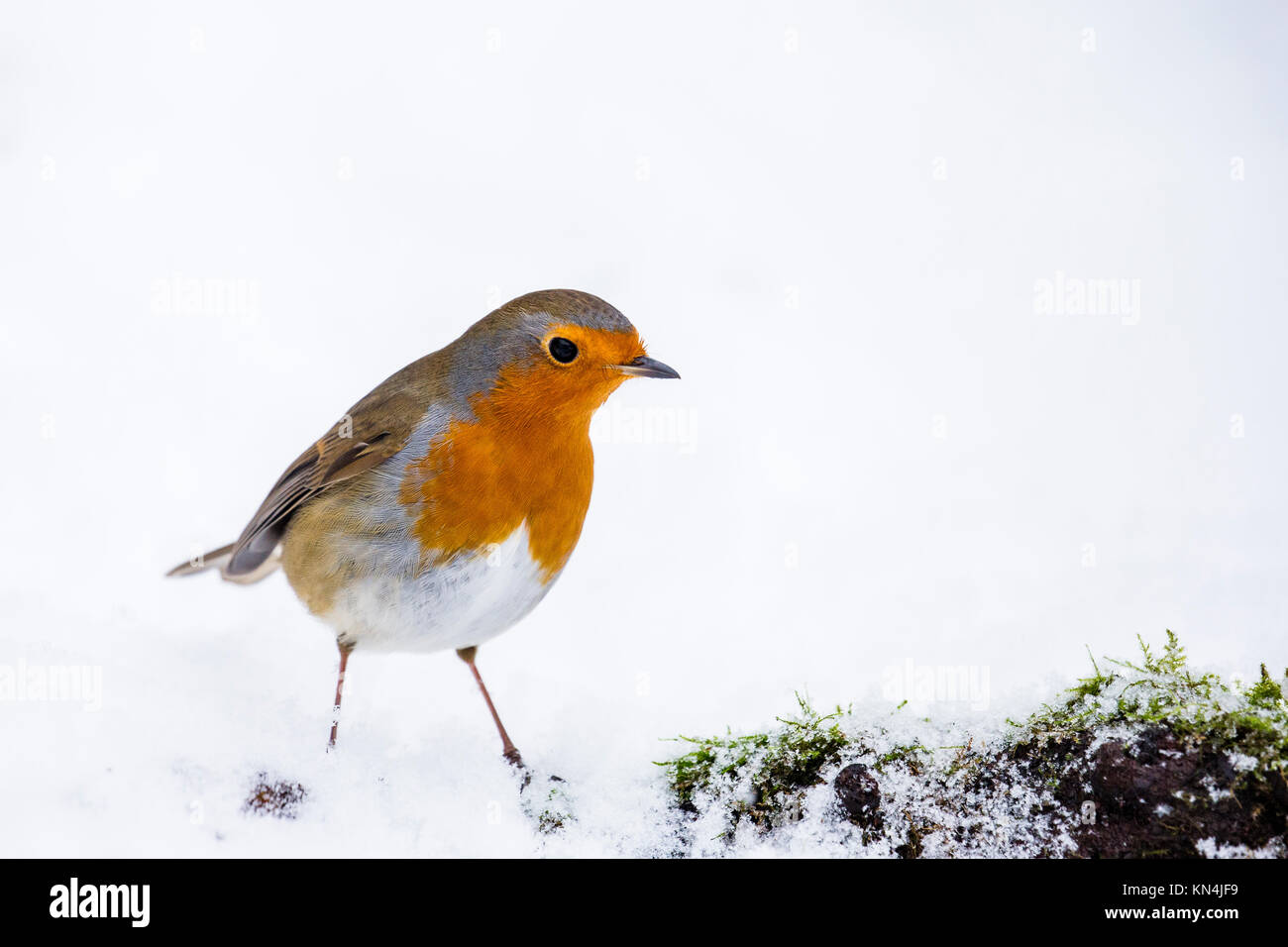 Robin in un inverno nevoso impostazione Foto Stock