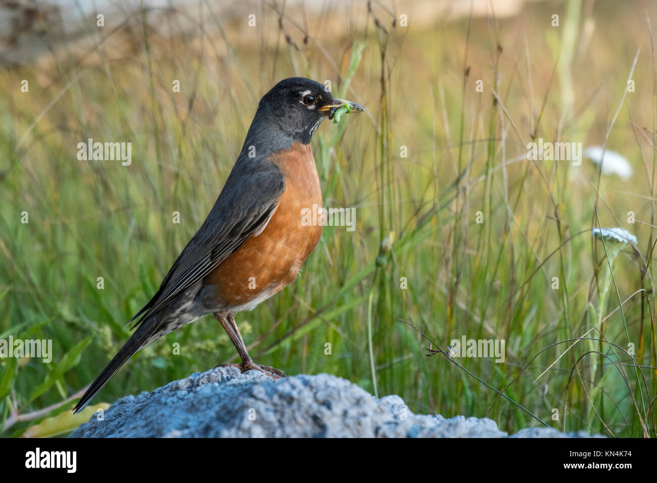American Robin (Turdus migratorius) con la preda, Vanvouver Isola, British Columbia, Canada Foto Stock