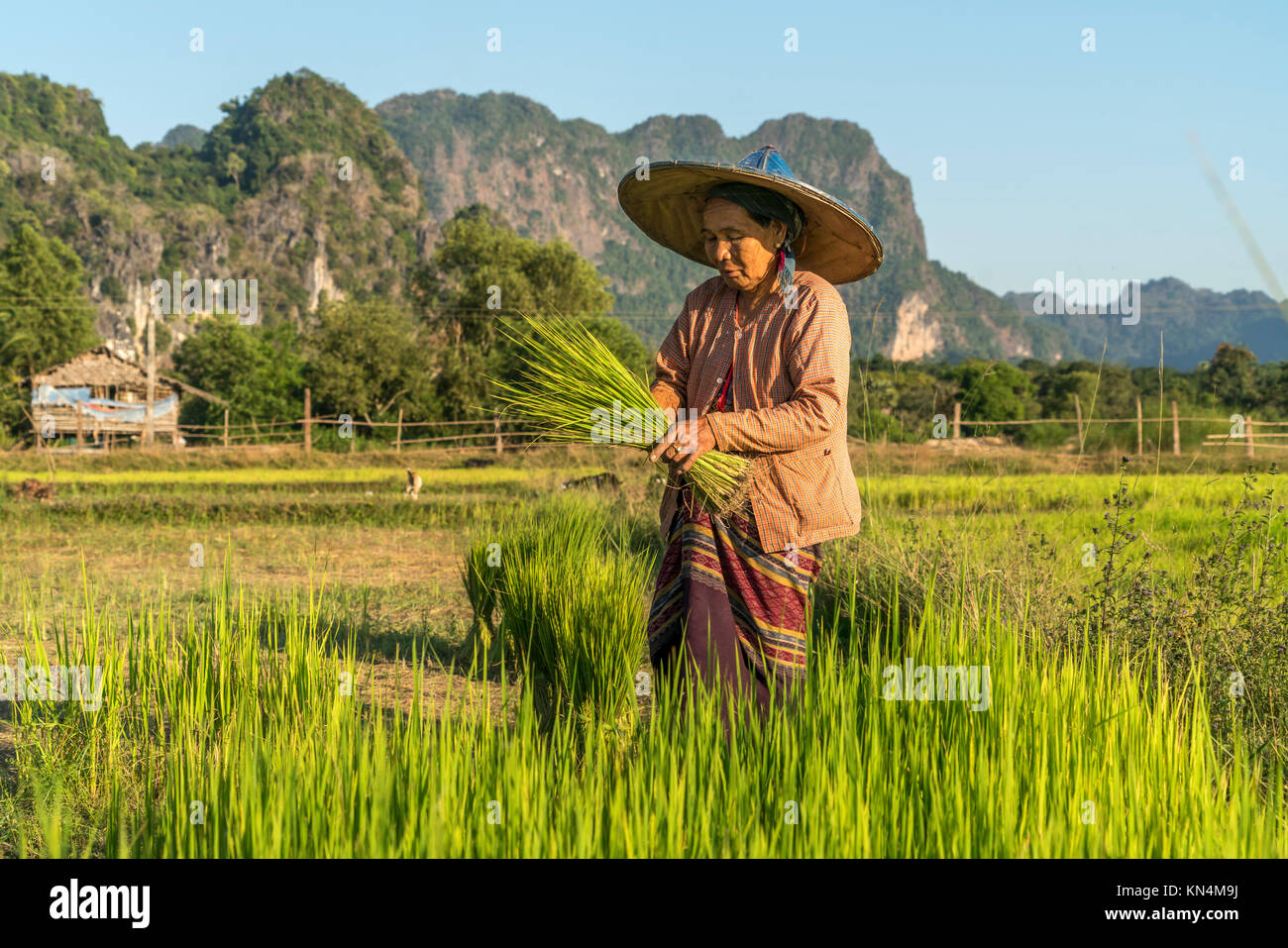 Il sambuco donna nel campo al raccolto di riso, di Hpa-an, Myanmar Foto Stock