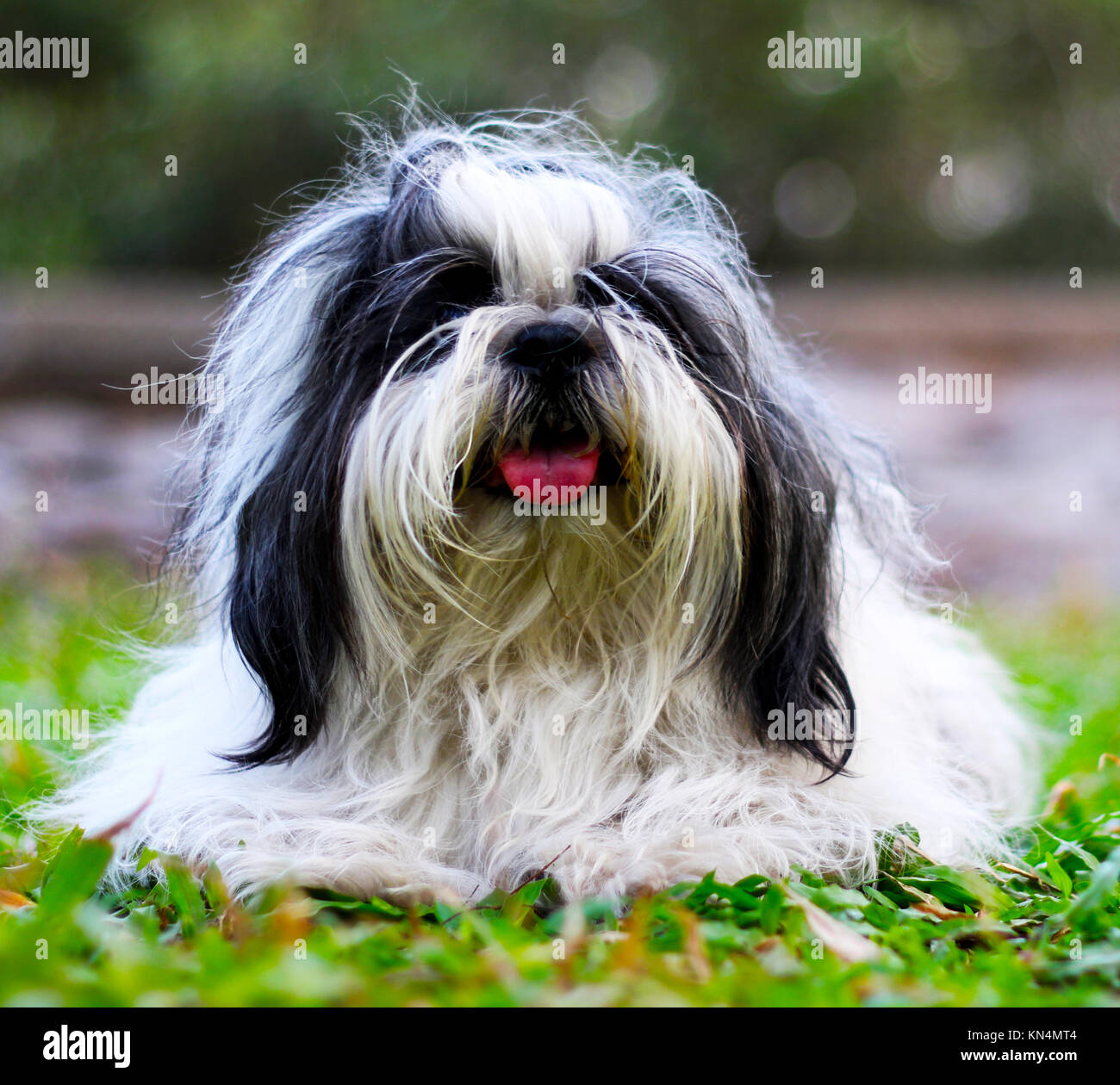 Un simpatico Pekingese in giardino Foto Stock