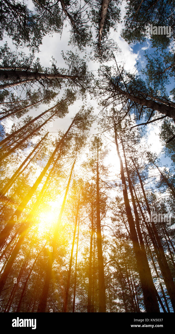 Cerca fino a boschi di corona. Gli sfondi naturali con un luminoso sole estivo sul blu del cielo. Foto Stock