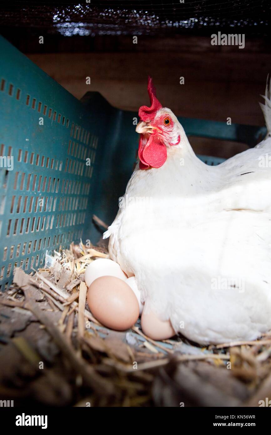 Domestico gallina bianca con diversi big fresco uova. Foto Stock