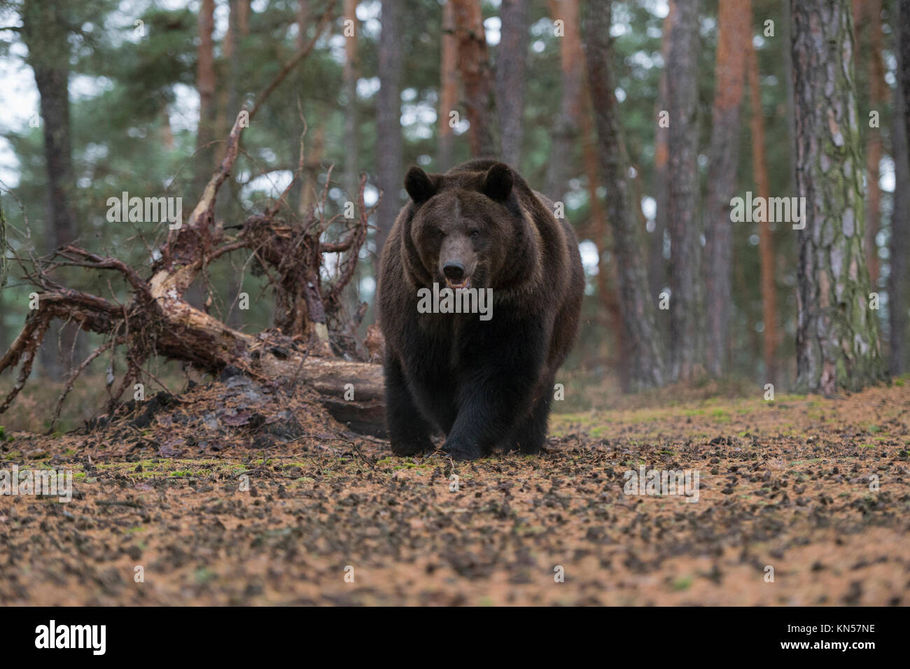 Orso bruno / Braunbaer ( Ursus arctos ) a piedi attraverso una foresta aperta, ha un aspetto un po' arrabbiato, Scatto frontale, l'Europa. Foto Stock