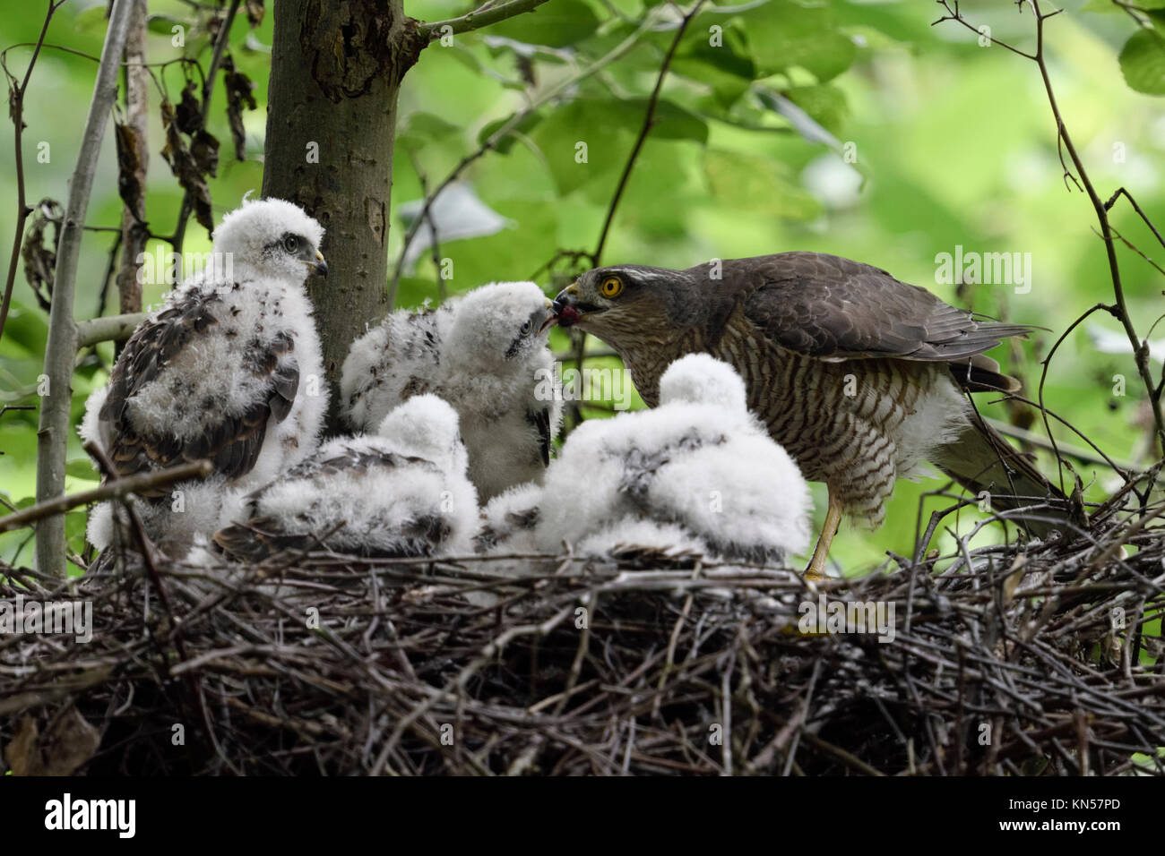 Sparviero / Sperber ( Accipiter nisus ), cura di alimentazione femmina la sua cresciuti pulcini, fauna selvatica, l'Europa. Foto Stock