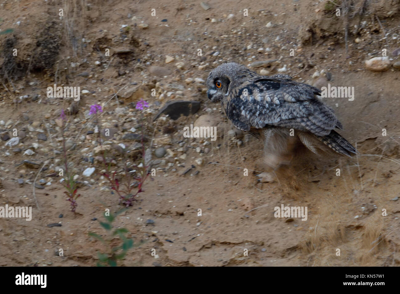 Gufo reale (Bubo bubo ), giovane pulcino, camminare, correre, arrampicata attraverso la pendenza di una buca di sabbia, esplorare i suoi dintorni, la fauna selvatica, Europa Foto Stock