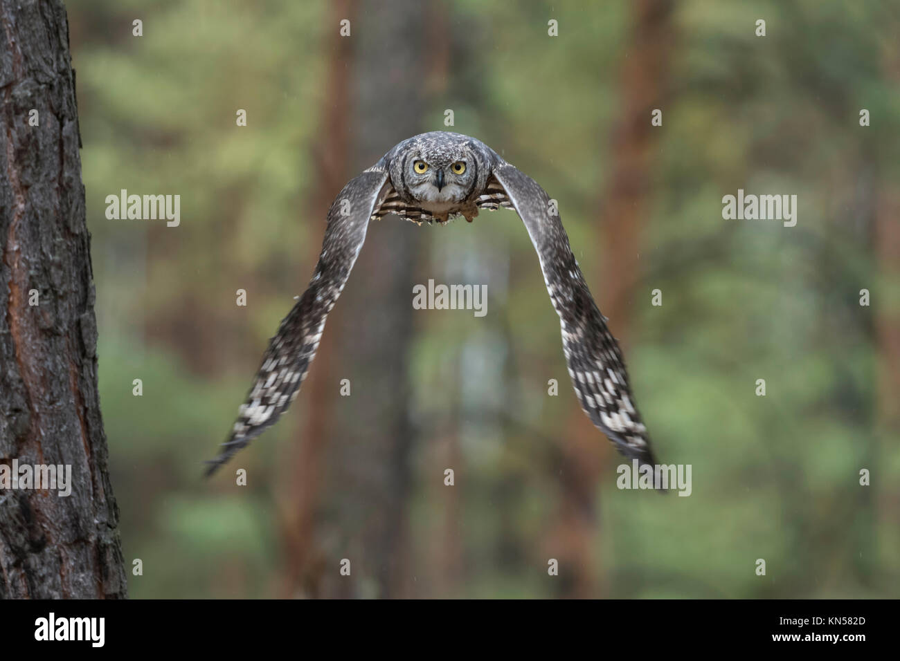 Grande Gufo cornuto / Tiger Owl / Virginia-Uhu ( Bubo virginianus ) volando attraverso un bosco di conifere, segreta, volo silenzioso. Foto Stock