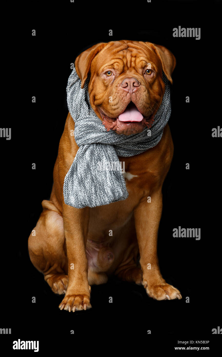 Giovane e bella Dogue de Bordeaux cane indossa foulard grigio. seduta posa.  studio shot su sfondo nero. closeup ritratto Foto stock - Alamy