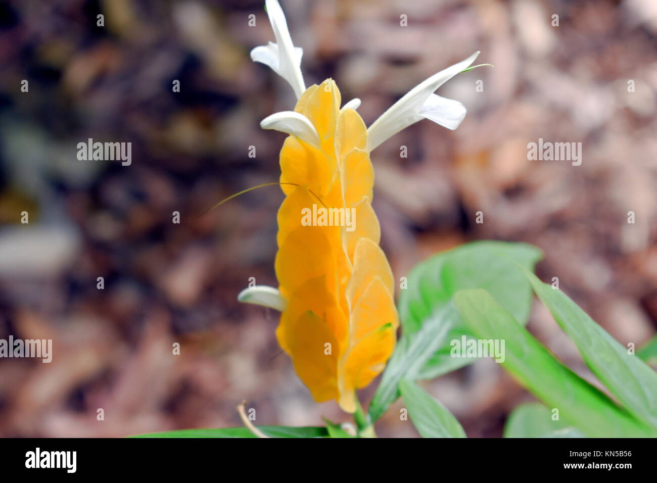 Pachystachys Lutea, il lecca-lecca impianto. Foto Stock