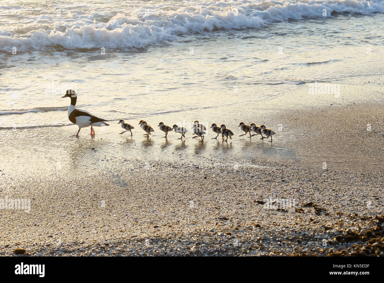 Famiglia di anatre in fila, a seguito della loro madre per il loro primo bagno in mare Foto Stock