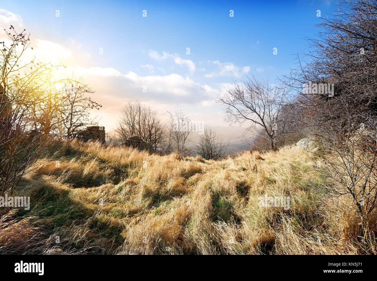 Alberi a secco e di erba in autunno le montagne. Foto Stock