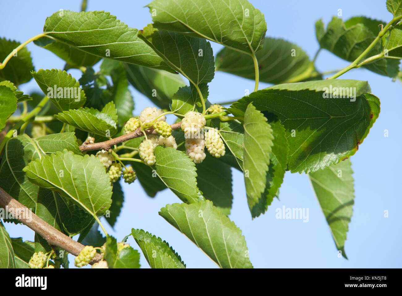 La succursale con bianchi maturi frutti di gelso e di foglie verdi in primavera. Foto Stock