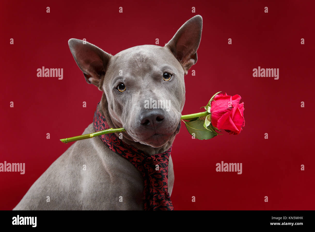 Bella blu thai ridgeback dog in rosa lussuoso tie holding rose fiore in bocca. ritratto in studio su sfondo rosso. copia di spazio. Foto Stock