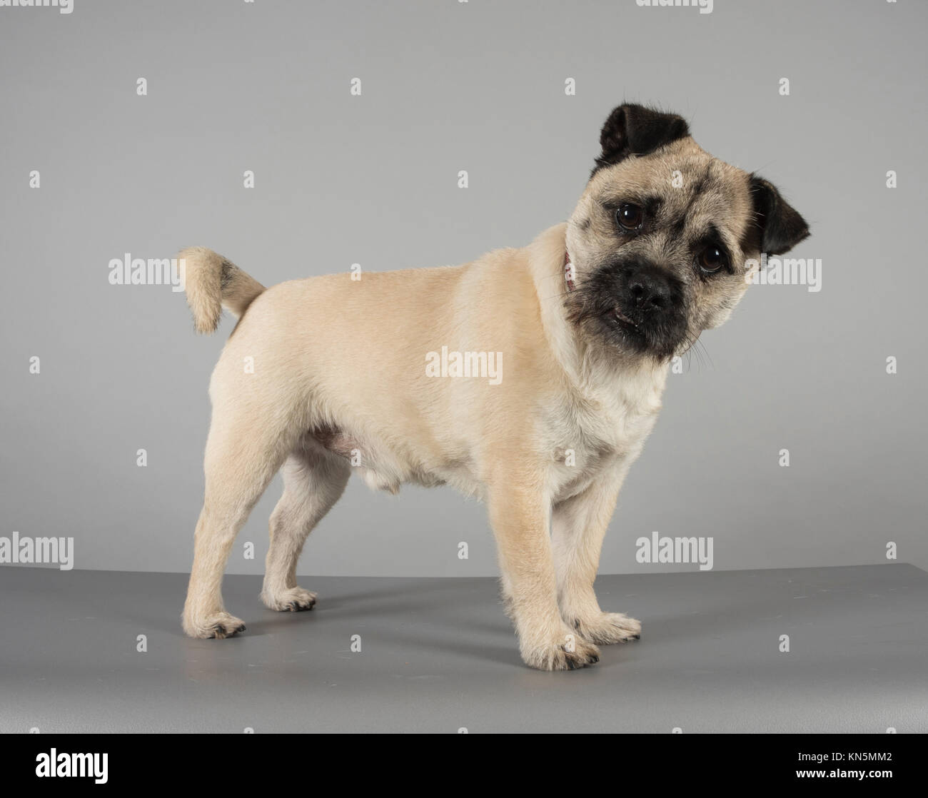 Cane brocca (pug ibrido e un jack russell terrier) nel Regno Unito. Foto Stock