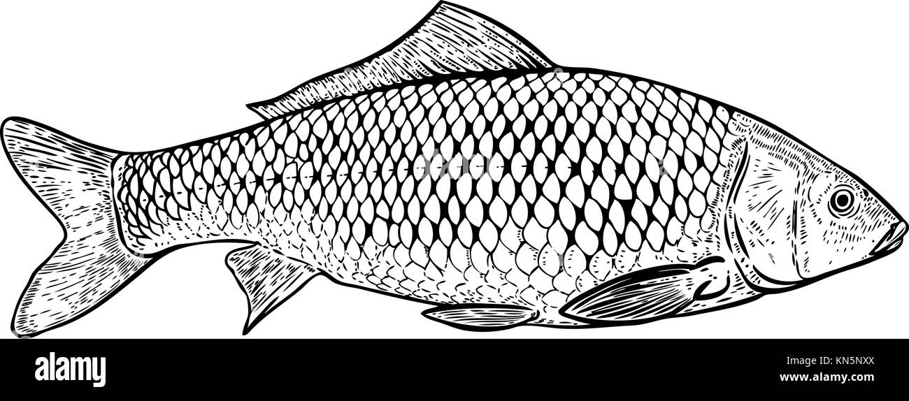 Disegnato a mano pesce carpe illustrazione. Gli elementi di design per  creare poster, menu, banner, menu. illustrazione vettoriale Immagine e  Vettoriale - Alamy