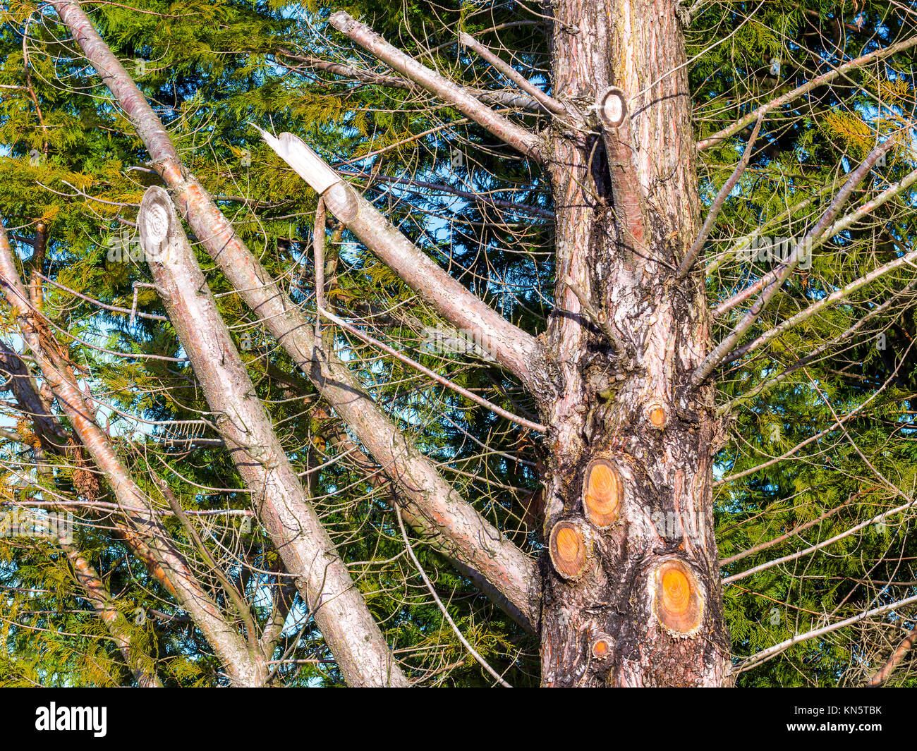 Rami tagliati da albero sempreverde - Francia. Foto Stock