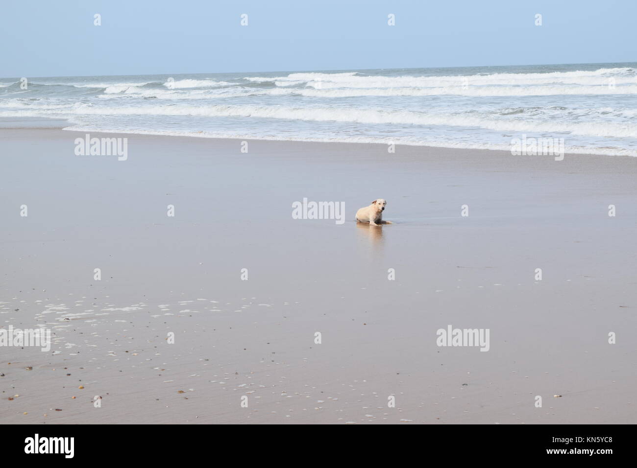 Spiaggia di sabbia di immagini. Raffreddare la spiaggia con nessun popolo. Bellissima spiaggia sfondo per sito web o desktop. Incredibile seashore / ocean / spiaggia vista. La splendida spiaggia Foto Stock