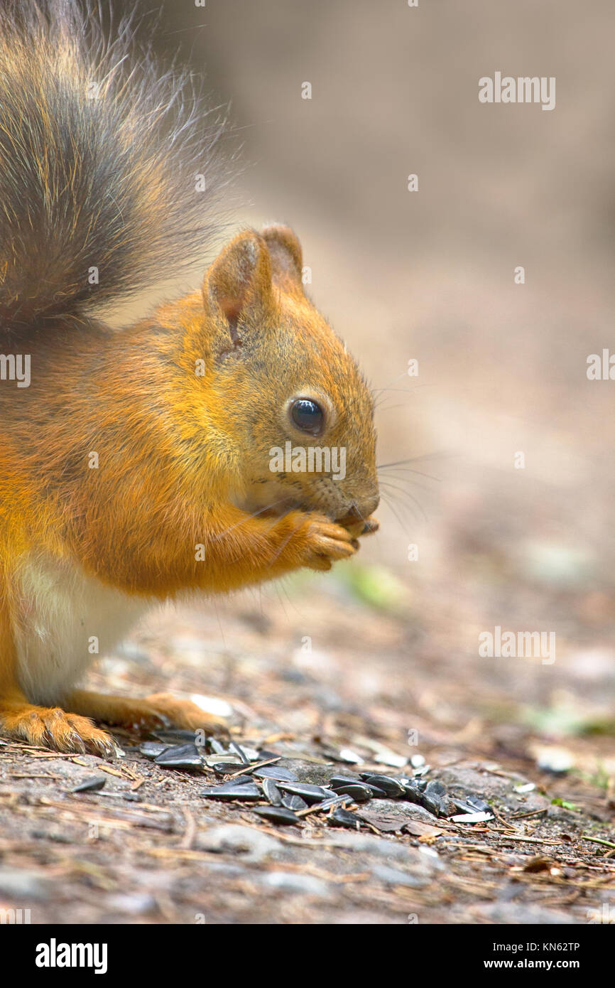 Scoiattolo rosso sul sentiero di ghiaia nel parco. L'animale mendica e mangia semi di girasole, nutrire gli animali selvatici Foto Stock