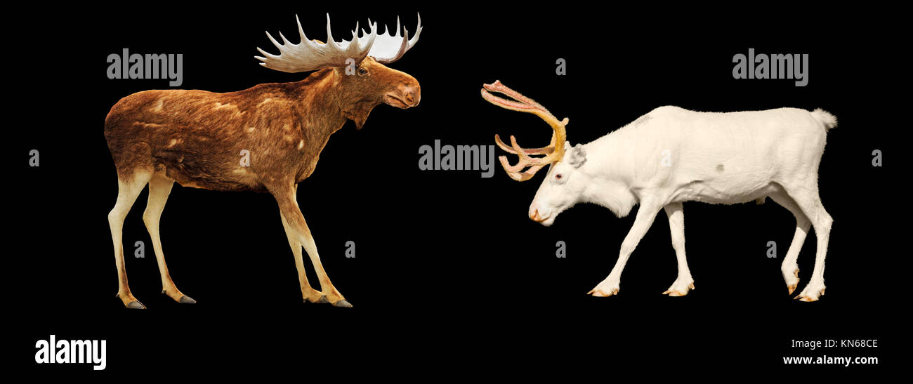 Animale natale elk e cervi su uno sfondo nero, vacanze invernali, animali, un simbolo del nuovo anno Foto Stock