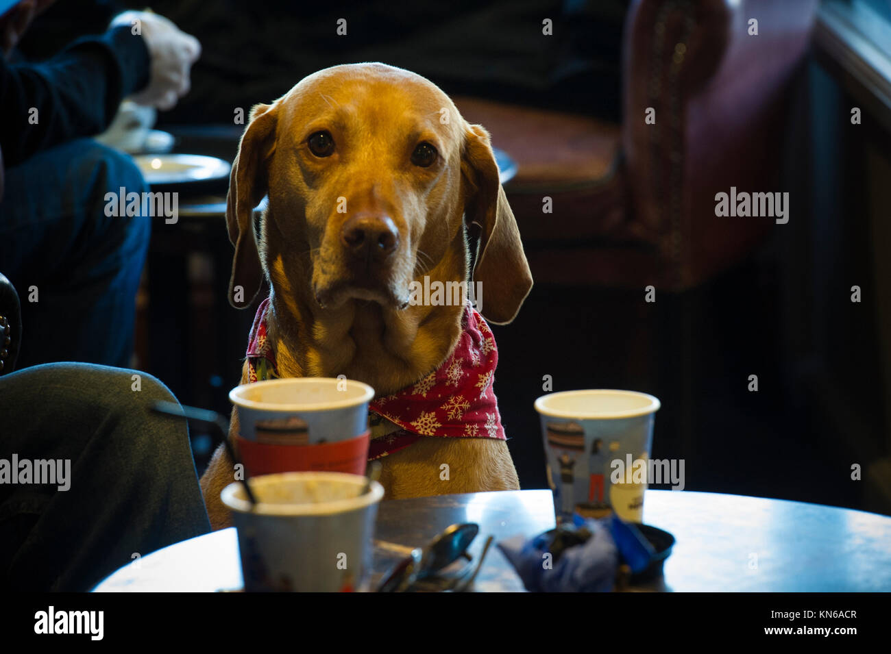 Un ben educati cani Weimaraner in un caffè di Londra Foto Stock