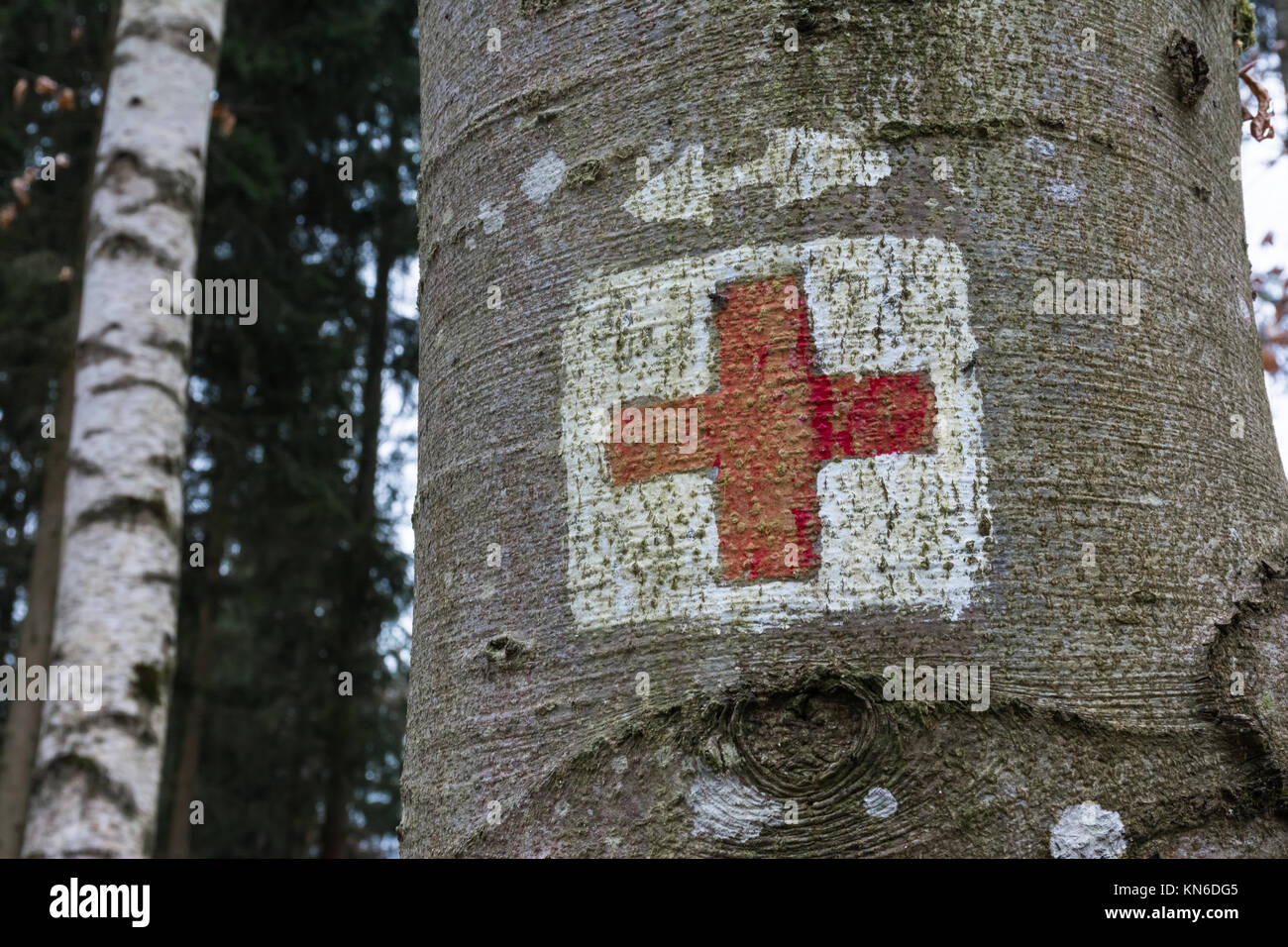 Medical croce rossa simbolo di emergenza dipinta sul tronco di albero Forest Park Foto Stock