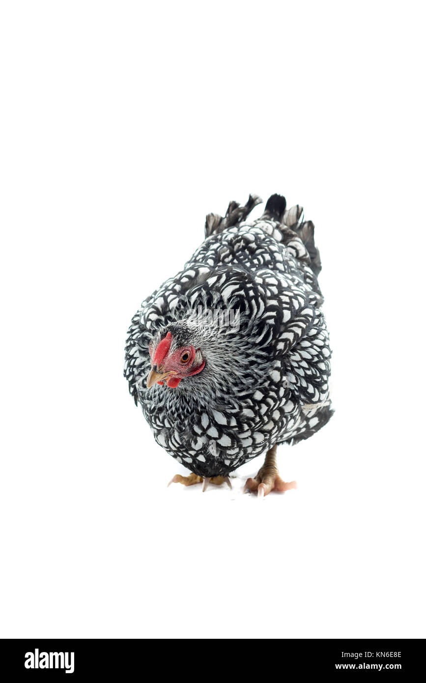 Wyandotte bantam argento pollo legare isolati in sfondo bianco Foto Stock