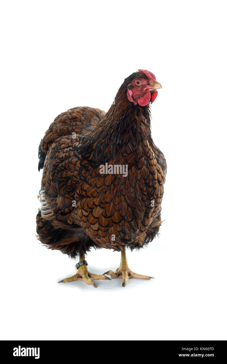 Big Wyandotte pollo golden legare isolati in sfondo bianco vista frontale Foto Stock