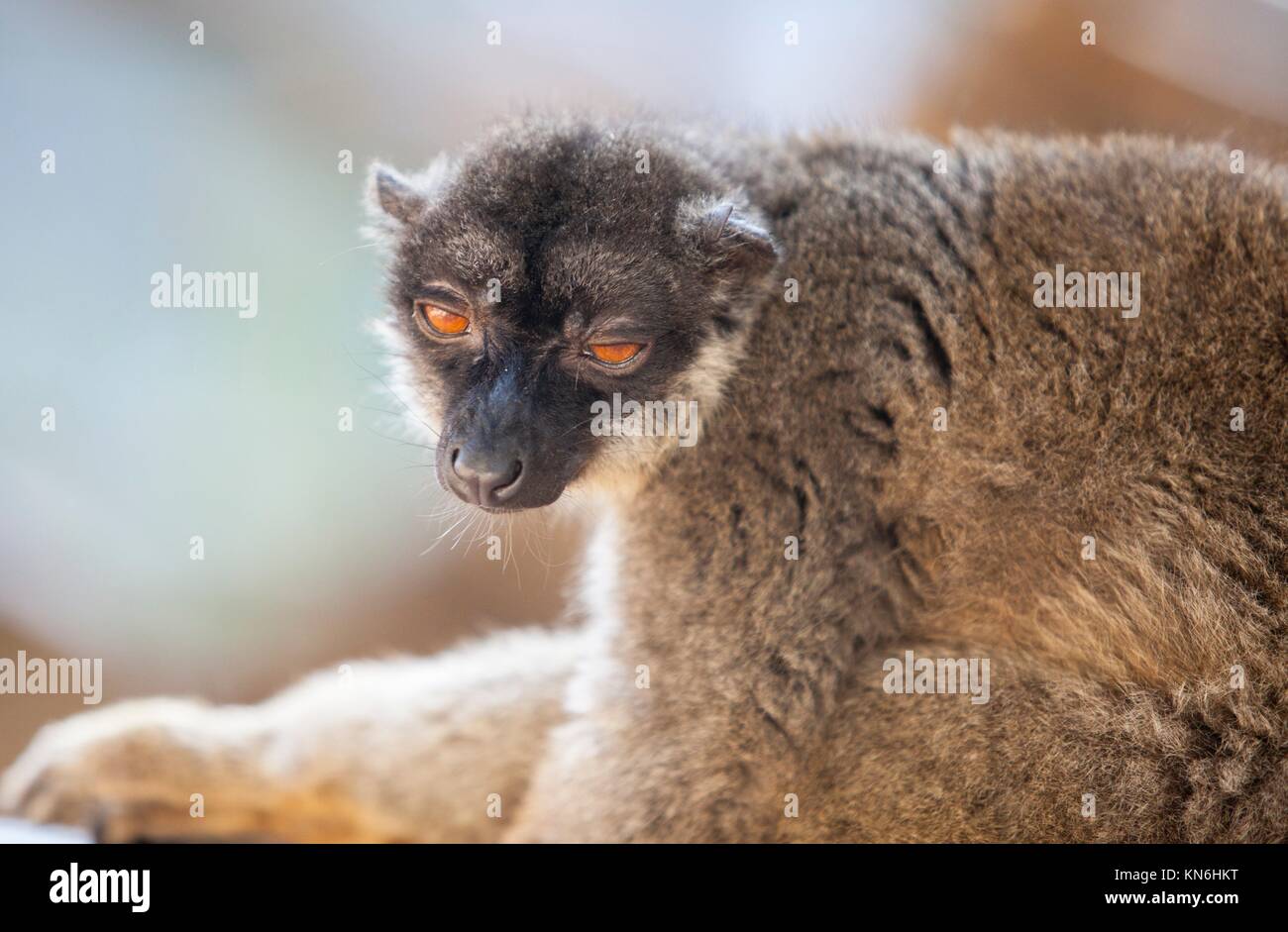 Ritratto di comune lemure marrone semi addormentato. Foto Stock