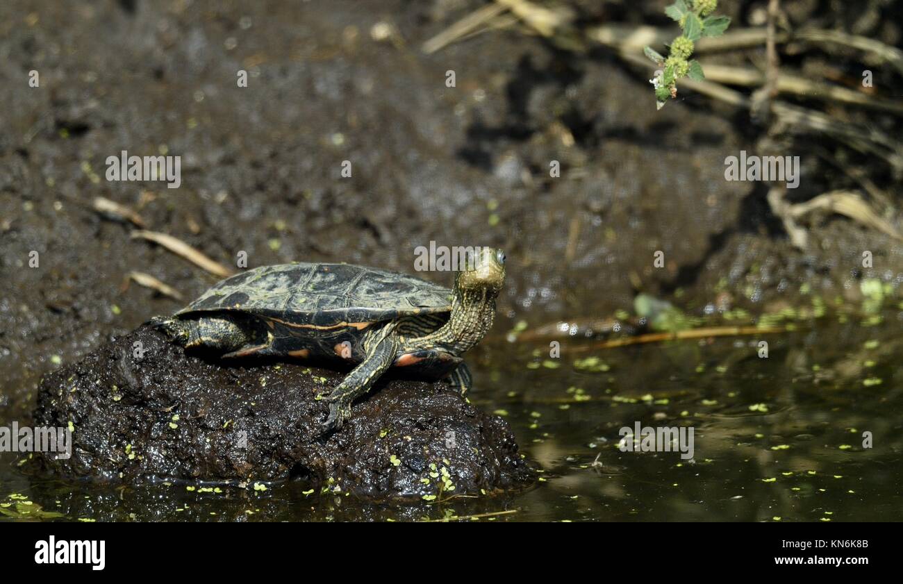 Il Caspian turtle o striato-collo terrapin (Mauremys caspica) in habitat naturali Foto Stock