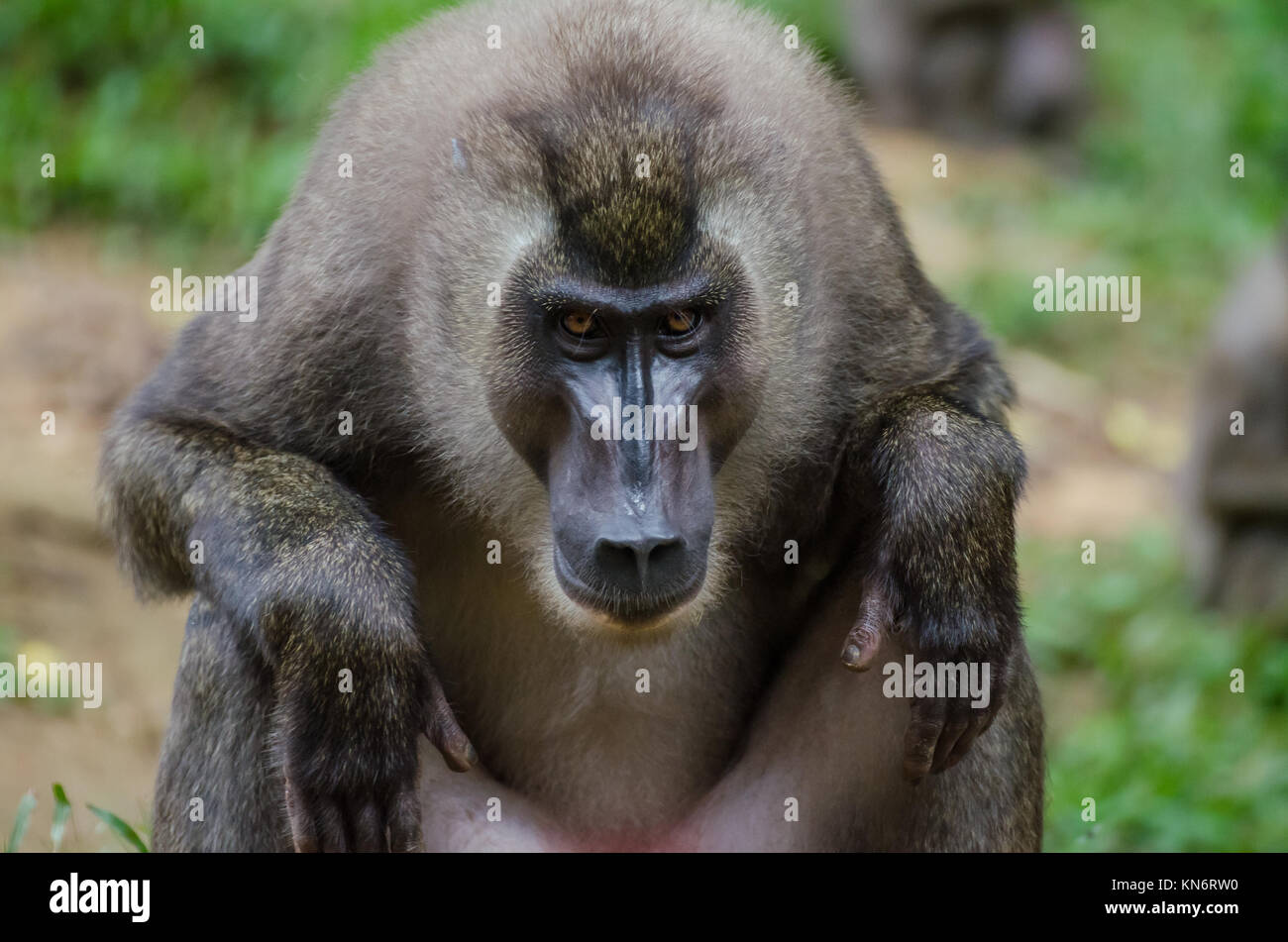 Trapano seduta di scimmia e fissando il visualizzatore in foresta di pioggia della Nigeria Foto Stock