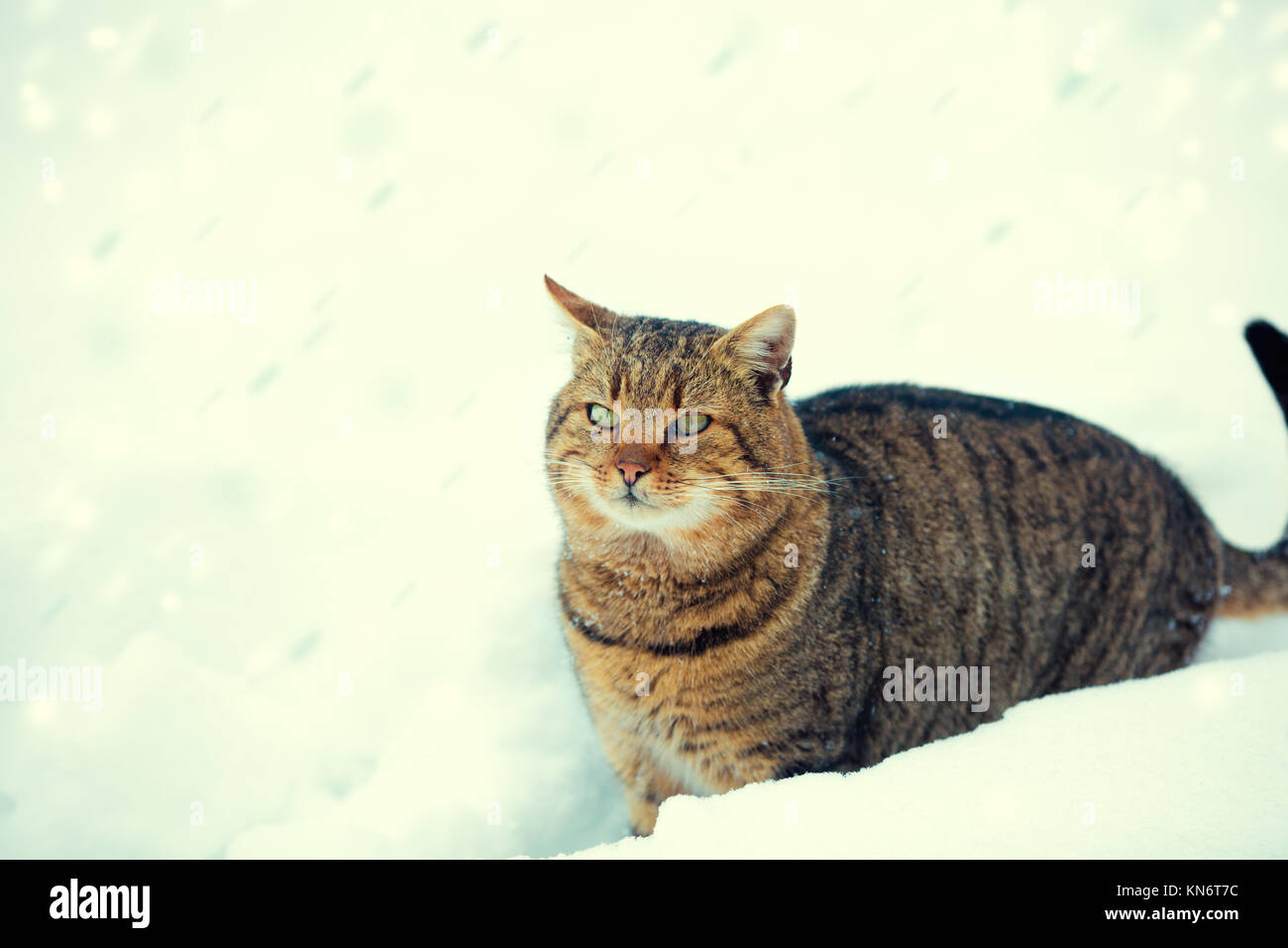Cat a piedi nella neve a blizzard Foto Stock