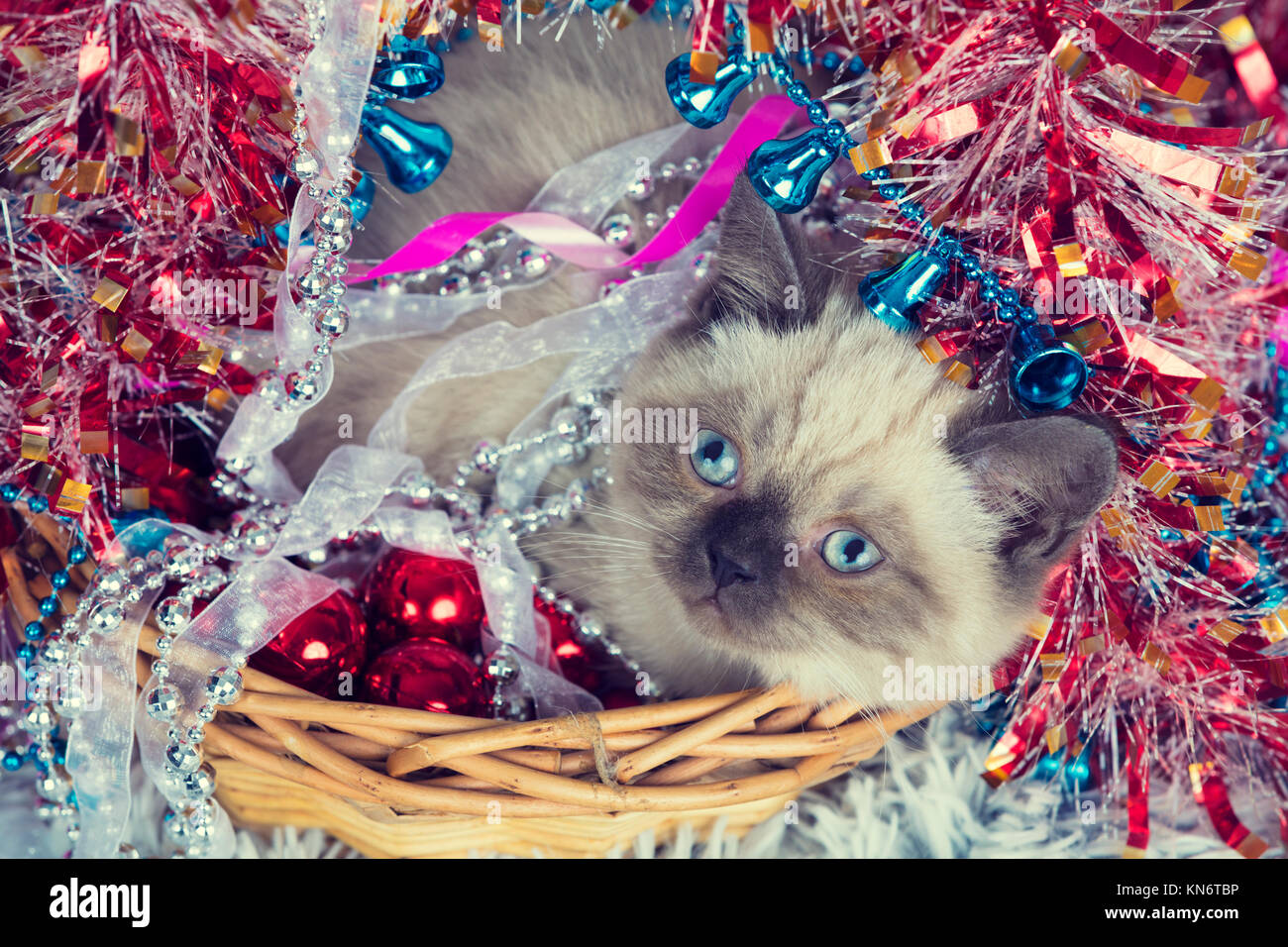 Piccolo gattino in un cestello con orpelli natalizi Foto Stock