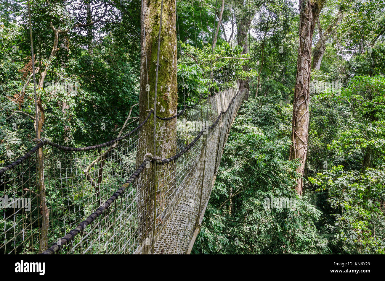 Struttura sospesa in alto o la tettoia a piedi nella foresta di pioggia della Nigeria Foto Stock