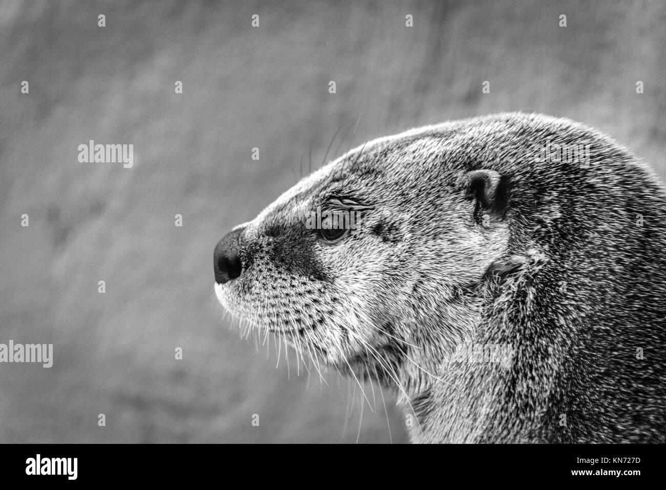 Close-up del Nord America Lontra di fiume (Lutra canadensis) in profilo, in Western North Carolina Centro Natura in Asheville, NC, Stati Uniti d'America Foto Stock