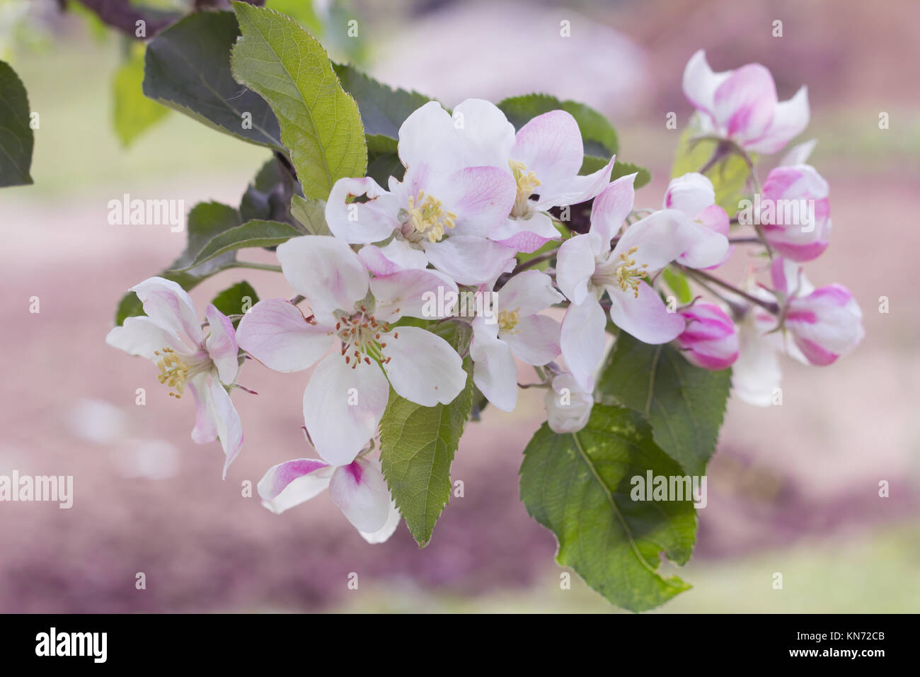 Fioritura apple fiori in primavera tempo Foto Stock