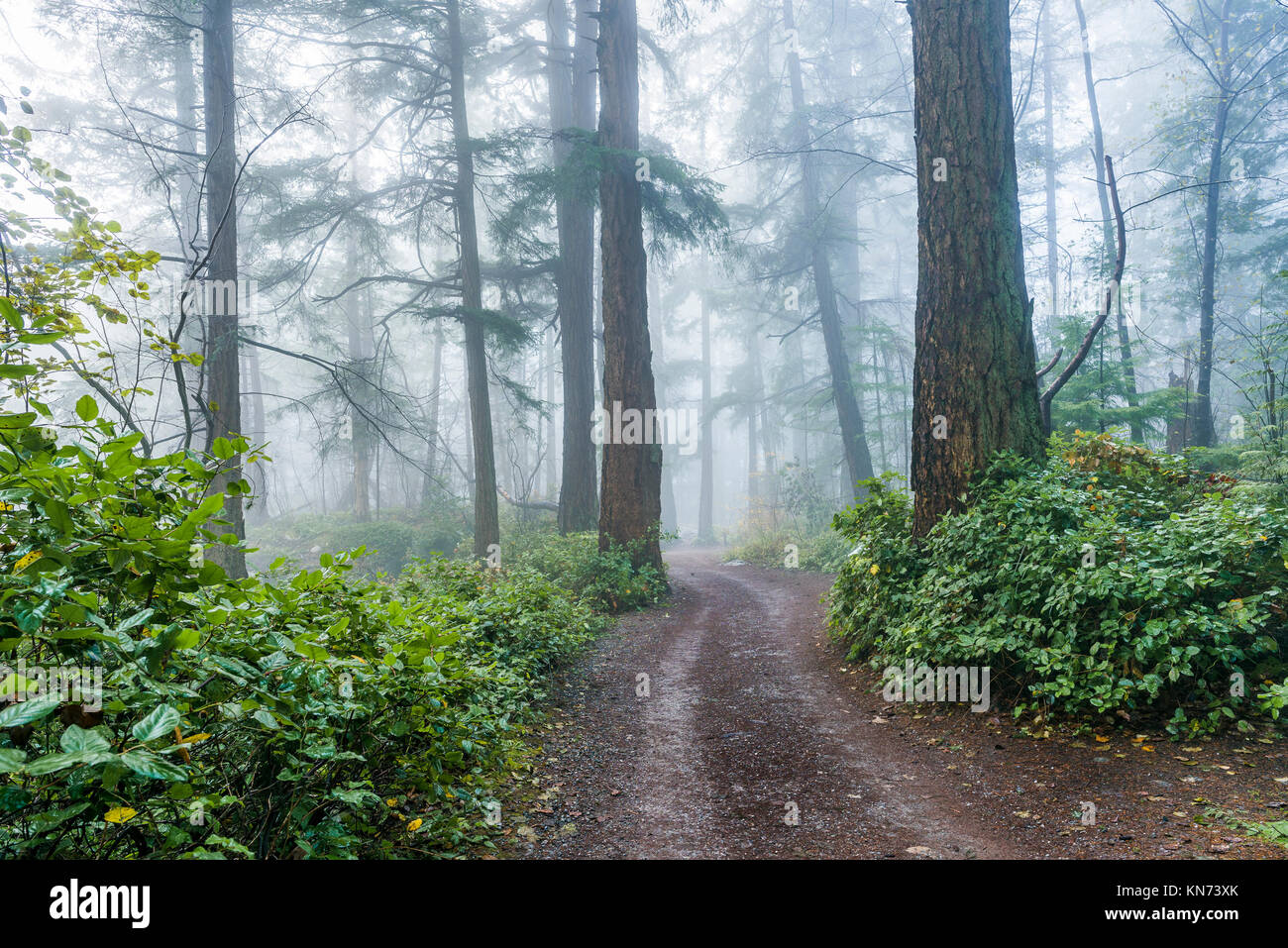 La nebbia nella foresta, Lighthouse Park, West Vancouver, British Columbia, Canada. Foto Stock