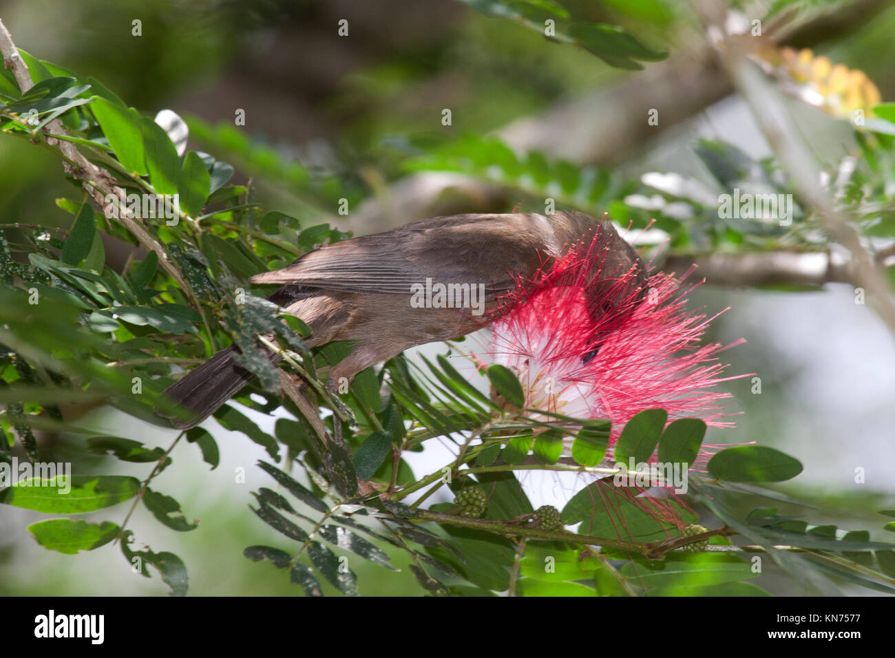 Dusky honeyeater alimentando il nettare dei fiori di scovolino da bottiglia nel Queensland Australia Foto Stock