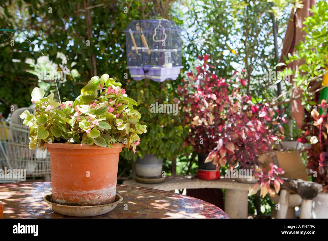 Vaso di fiori su giardino arabo sulla tavola tipica casa colonica andalusa portico. Foto Stock