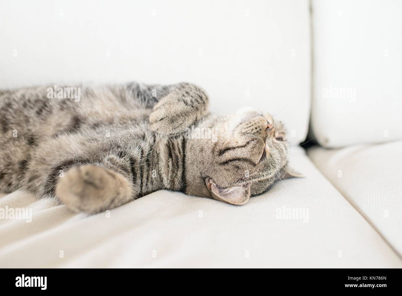 Il gatto domestico in un momento di relax a casa in divano. British Shorthair che sta prendendo un pisolino. Foto Stock