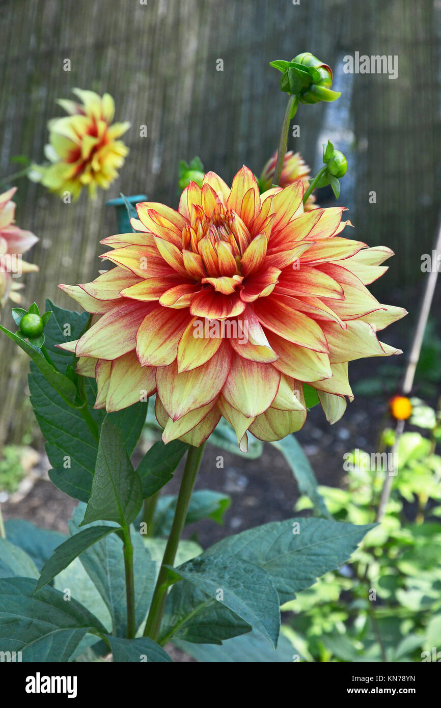 Fioritura Dahlia 'Dazzling Magic ' in un bordo del giardino Foto Stock